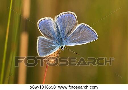 Insect macro, Russia, Moscow Region View Large Photo Image Stock Photo - Insect macro, Russia, Moscow Region. Fotosearch