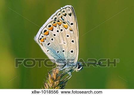 Stock Photograph - Insect macro, Russia, Moscow Region. Fotosearch