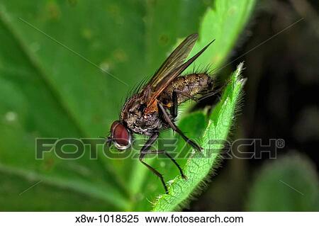 Insect macro, Russia, Moscow Region View Large Photo Image Stock Photography - Insect macro, Russia, Moscow Region. Fotosearch