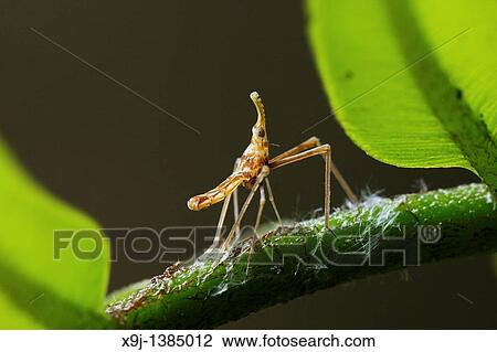 Insect View Large Photo Image Stock Image - Insect. Fotosearch