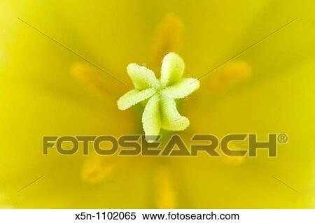 Inside of a yellow Tulip, Netherlands View Large Photo Image Stock Photography - Inside of a yellow Tulip, Netherlands. Fotosearch