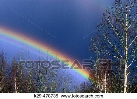 Intense rainbow over mixed woodland of birch and poplar. Lively. Ontario. Canada. View Large Photo Image Stock Photography - Intense rainbow over mixed woodland of birch and poplar. Lively. Ontario. Canada.. Fotosearch