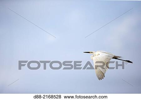 Stock Photo - . INTERMEDIATE EGRET. Fotosearch