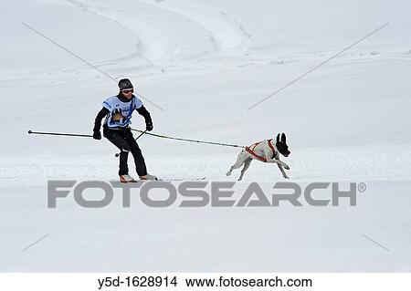 International Dog Sled Race, Gadmen, Bernese Oberland, Switzerland View Large Photo Image Picture - International Dog Sled Race, Gadmen, Bernese Oberland, Switzerland. Fotosearch