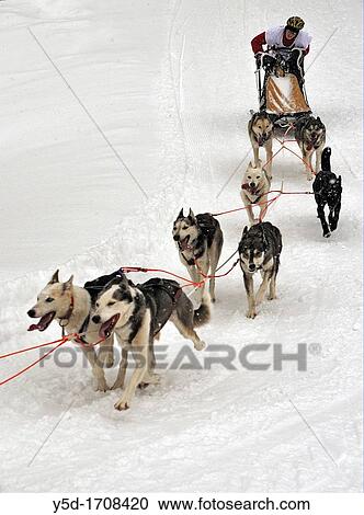 International Dog Sled Race, Gadmen, Bernese Oberland, Switzerland View Large Photo Image Stock Image - International Dog Sled Race, Gadmen, Bernese Oberland, Switzerland. Fotosearch