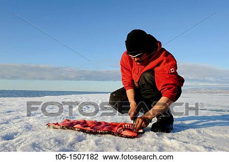 Inuit man cutting a piece of narwhal skin and fat muktuk, traditionnal food of Inuit culture, Floe edge, Arctic Bay, Nunavut, Canada View Large Photo Image Stock Image - Inuit man cutting a piece of narwhal skin and fat muktuk, traditionnal food of Inuit culture, Floe edge, Arctic Bay, Nunavut, Canada. Fotosearch