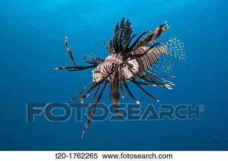Stock Photography - Invasive Lionfish speared by Diver, Pterois volitans, Caribbean Sea, Dominica. Fotosearch