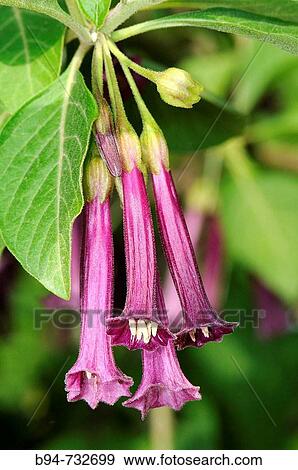 Iochroma cyaneum. Turo del Putxet park, Barcelona, Catalonia, Spain View Large Photo Image Stock Photo - Iochroma cyaneum. Turo del Putxet park, Barcelona, Catalonia, Spain. Fotosearch