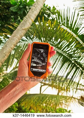 Stock Photo - iPhone photograph of palm trees MR1102. Fotosearch