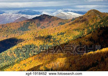 Irati forest in autumn from the Ollokia hill - Navarre Pyrenees - Navarra - Spain - Europe View Large Photo Image Stock Image - Irati forest in autumn from the Ollokia hill - Navarre Pyrenees - Navarra - Spain - Europe. Fotosearch