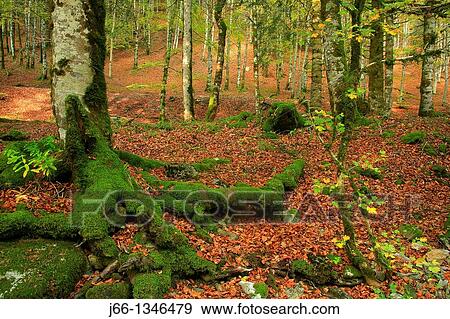 Stock Photo - Irati Forest nature reserve, Navarre, Spain. Fotosearch