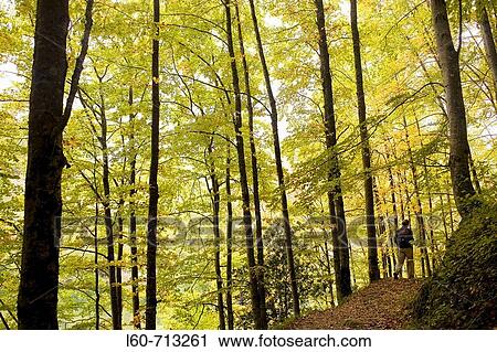 Stock Image - Irati forest. Navarra, Spain. Fotosearch