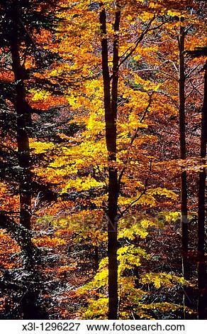 Stock Photo - Irati forest, Navarra Spain. Fotosearch