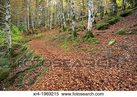 Irati Forest, Navarre, Spain. View Large Photo Image Stock Photography - Irati Forest, Navarre, Spain.. Fotosearch