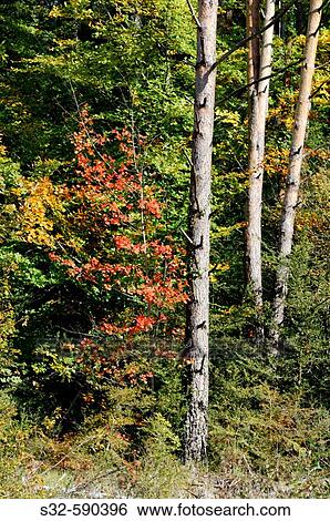 Stock Photograph - Irati Forest. Pyren? es. Navarre. Spain. Fotosearch