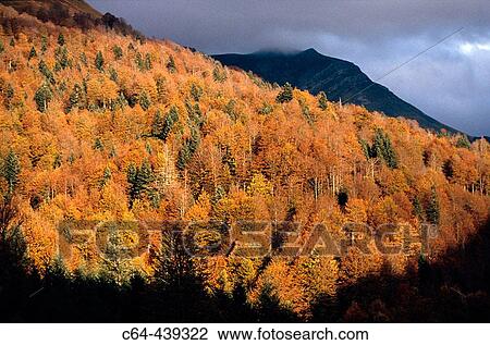 Stock Image - Irati Forest. Pyrenees. Navarra. Spain. Fotosearch