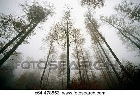 Irati wood. Navarra Pyrenees. Spain. View Large Photo Image Stock Image - Irati wood. Navarra Pyrenees. Spain.. Fotosearch