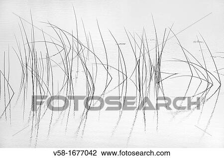 Ireland, County Donegal, Glenveagh National Park, Pond and reeds View Large Photo Image Stock Image - Ireland, County Donegal, Glenveagh National Park, Pond and reeds. Fotosearch