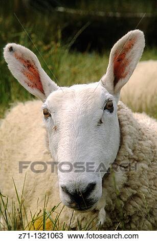 Ireland, County Kerry, sheep, View Large Photo Image Stock Image - Ireland, County Kerry, sheep,. Fotosearch
