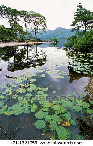 Ireland, Killarney National Park, pond. View Large Photo Image Stock Photo - Ireland, Killarney National Park, pond.. Fotosearch