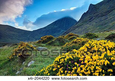 Stock Image - Ireland's highest mountain, Corran Thuthail, capped by cloud, with the Hags tooth to the right, Magillycuddy Reeks, County Kerry, Ireland. Flowering gorse and heather in the foreground.. Fotosearch