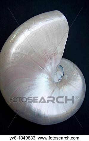 Iridescent Nautilus Shell View Large Photo Image Stock Image - Iridescent Nautilus Shell. Fotosearch