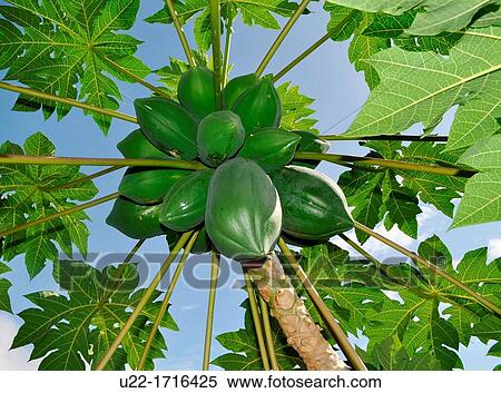 Stock Photography - Iriomote Island Okinawa, Japan: papaya tree and fruits. Fotosearch