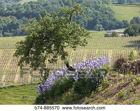 iris, vigne, beaujolais, rhone, France View Large Photo Image Stock Image - iris, vigne, beaujolais, rhone, France. Fotosearch