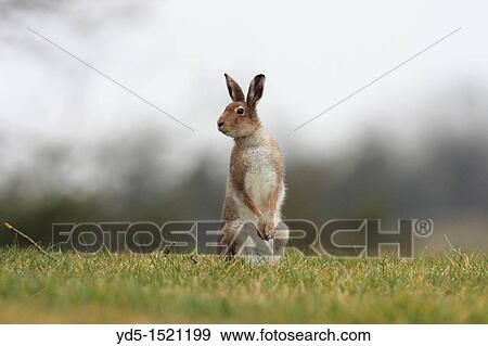 Irish Hare Lepus timidus hibernicus View Large Photo Image Stock Photo - Irish Hare Lepus timidus hibernicus. Fotosearch