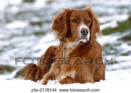 Irish Red Setter mongrel lying in snow. View Large Photo Image Picture - Irish Red Setter mongrel lying in snow.. Fotosearch