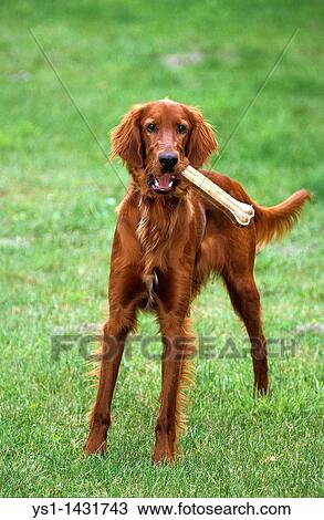 IRISH SETTER OR RED SETTER, MALE PLAYING WITH BONE View Large Photo Image Stock Image - IRISH SETTER OR RED SETTER, MALE PLAYING WITH BONE. Fotosearch