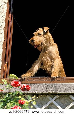 Stock Photograph - Irish Terrier Dog at Window.. Fotosearch