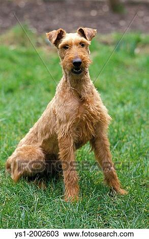 Irish Terrier Dog sitting on Grass. View Large Photo Image Stock Image - Irish Terrier Dog sitting on Grass.. Fotosearch