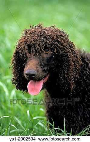 Irish Water Spaniel, Portrait of Adult Dog. View Large Photo Image Picture - Irish Water Spaniel, Portrait of Adult Dog.. Fotosearch