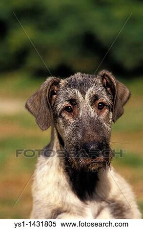 IRISH WOLFHOUND, PORTRAIT OF ADULT View Large Photo Image Stock Photography - IRISH WOLFHOUND, PORTRAIT OF ADULT. Fotosearch