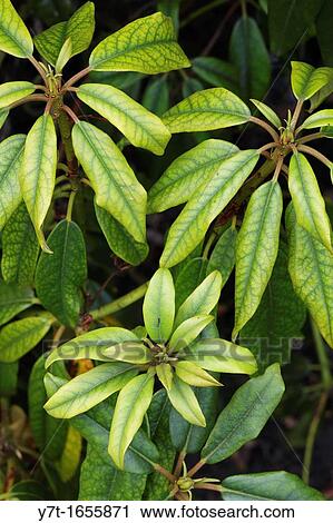 Iron deficiency on rhododendron leaves View Large Photo Image Stock Image - Iron deficiency on rhododendron leaves. Fotosearch
