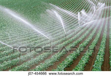 Irrigated strawberry field. Central California. USA. View Large Photo Image Stock Photograph - Irrigated strawberry field. Central California. USA.. Fotosearch