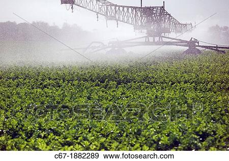 Irrigating celery crop at Happisburgh Norfolk september View Large Photo Image Stock Photo - Irrigating celery crop at Happisburgh Norfolk september. Fotosearch