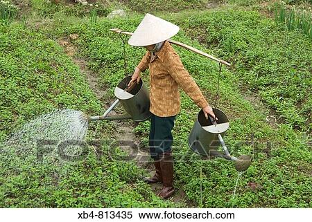 Irrigating the garden, Haipong, Vietnam View Large Photo Image Stock Photography - Irrigating the garden, Haipong, Vietnam. Fotosearch