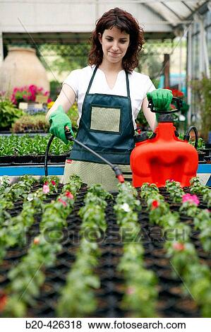 Stock Photo - Irrigation and fertilizer with sprayer in greenhouse. Flowers: garden balsam and geraniums. Garden Center.. Fotosearch