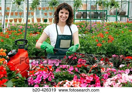 Irrigation and fertilizer with sprayer in greenhouse. Flowers: garden balsam and geraniums. Garden Center. View Large Photo Image Stock Photo - Irrigation and fertilizer with sprayer in greenhouse. Flowers: garden balsam and geraniums. Garden Center.. Fotosearch