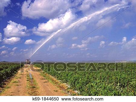 Irrigation of Tomato Crops Florida USA View Large Photo Image Stock Image - Irrigation of Tomato Crops Florida USA. Fotosearch