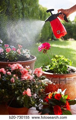 Irrigation with sprayer, garden View Large Photo Image Stock Photography - Irrigation with sprayer, garden. Fotosearch