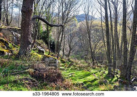 Iruelas Valley. Sierra de Gredos. Avila. Castilla Leon. Spain. View Large Photo Image Stock Photography - Iruelas Valley. Sierra de Gredos. Avila. Castilla Leon. Spain.. Fotosearch