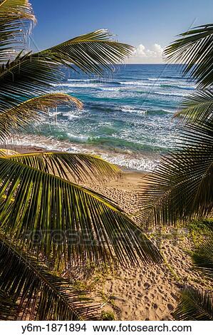 Isabel Beach, Puerto Rico, Palm Trees View Large Photo Image Picture - Isabel Beach, Puerto Rico, Palm Trees. Fotosearch