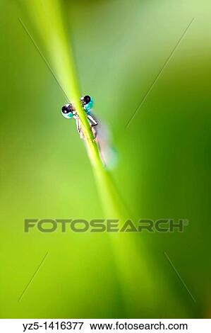 Stock Photo - Ischnura elegans - Blue tailed damselfly. Fotosearch
