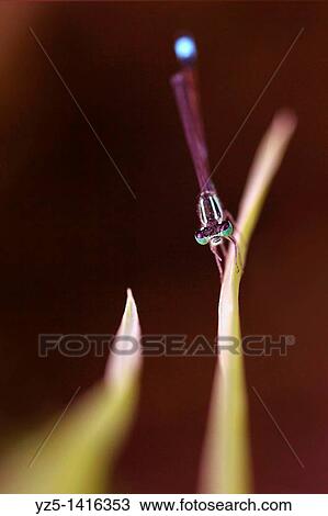 Stock Image - Ischnura elegans - Blue tailed damselfly with two leaves. Fotosearch