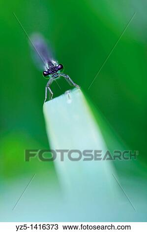 Stock Image - Ischnura elegans - Blue tailed damselfly - Roller coaster. Fotosearch