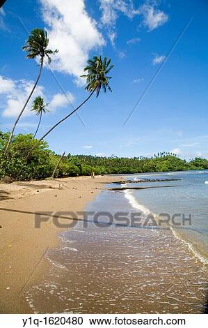Island of Taveuni, Fiji, Melanesia, South Pacific View Large Photo Image Stock Image - Island of Taveuni, Fiji, Melanesia, South Pacific. Fotosearch