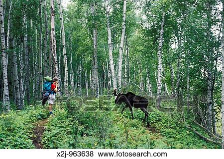 Stock Photo - Isle Royale National Park, Michigan - Martha Gruelle waits for a moose to cross the trail while backpacking on the Minong Ridge Trail MR. Fotosearch